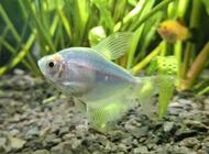 Grajewo ogłoszenia: Sprzedam akwarium 54L z życiem po więcej informacji proszę... - zdjęcie