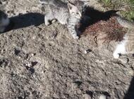 Grajewo ogłoszenia: Witam mam do oddania 4 małe kotki. Kociaki są z końca sierpnia i... - zdjęcie