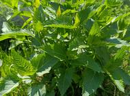 Grajewo ogłoszenia: Sprzedam sadzonki kwiatów ogrodowych mało wymagających i szybko... - zdjęcie