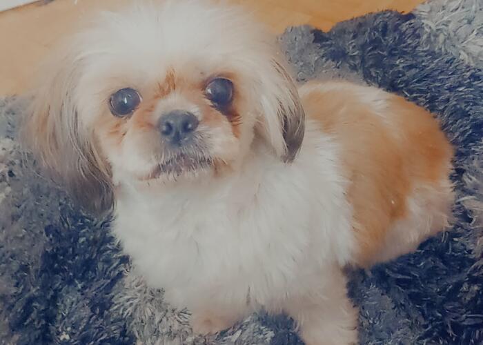 Grajewo ogłoszenia: Oddam suczkę schizu tylko w dobre  ręce; 5 lat, wysterylizowana,...