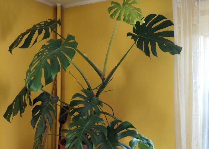 Grajewo ogłoszenia: Monstera deliciosa ? duża, zdrowa roślina doniczkowa

Na...