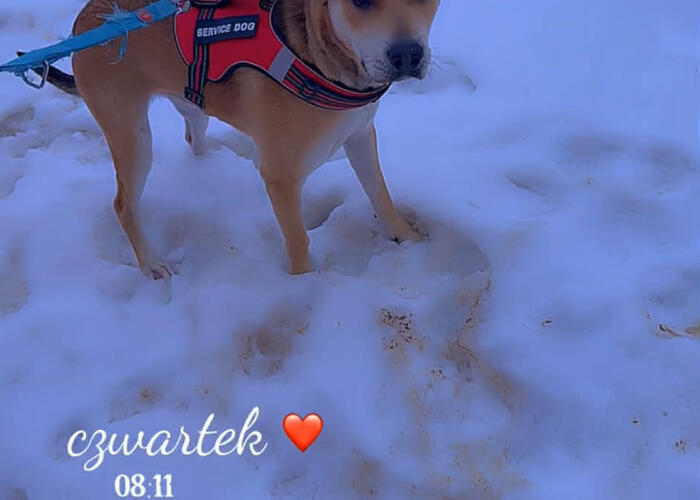 Grajewo ogłoszenia: Witam. Z wielkim bólem serca z przyczyn osobistych i...